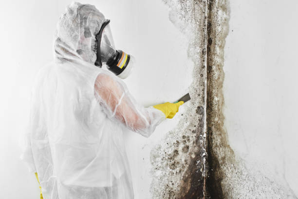 Best Professional Mold Removal  in Bixby, OK