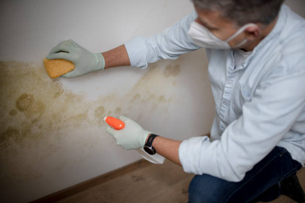 Best Mold Removal Company Near Me  in Bixby, OK