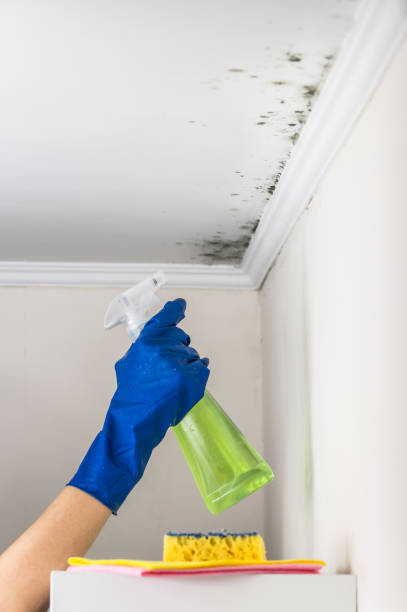 Best Mold Damage Repair  in Bixby, OK